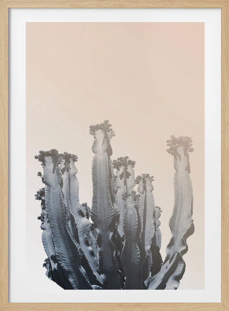 Cactussilhouetten | Poster