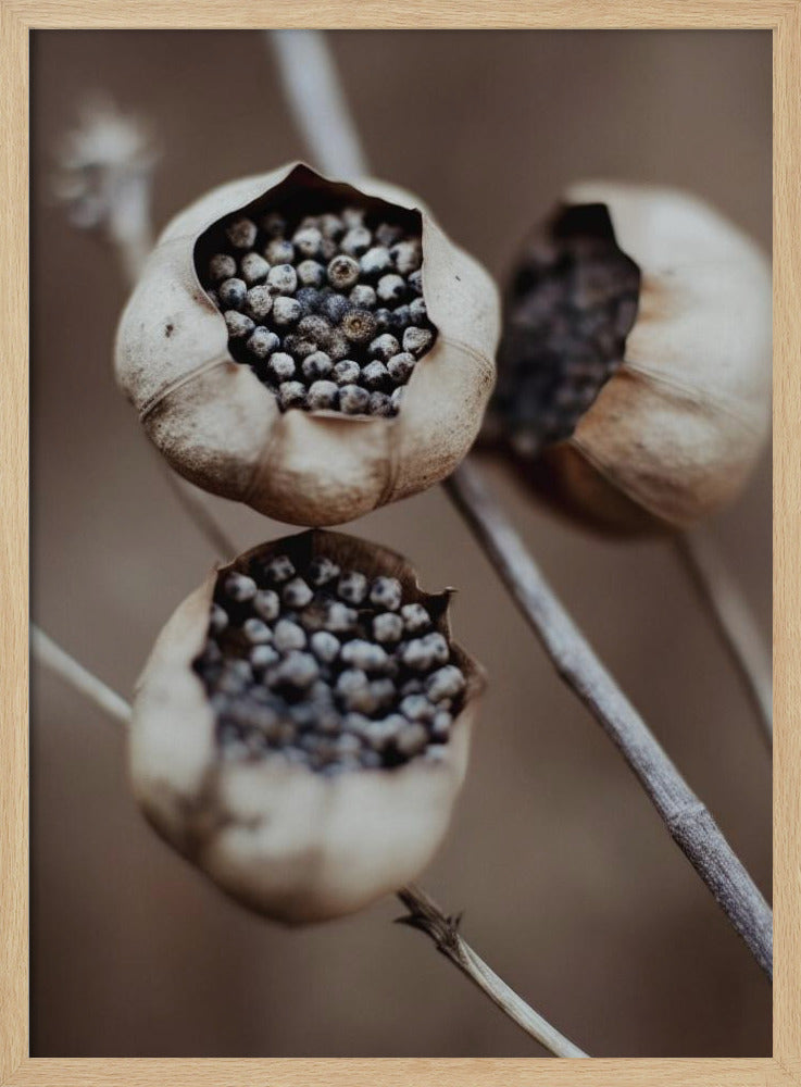 Capsules van de natuur | Poster