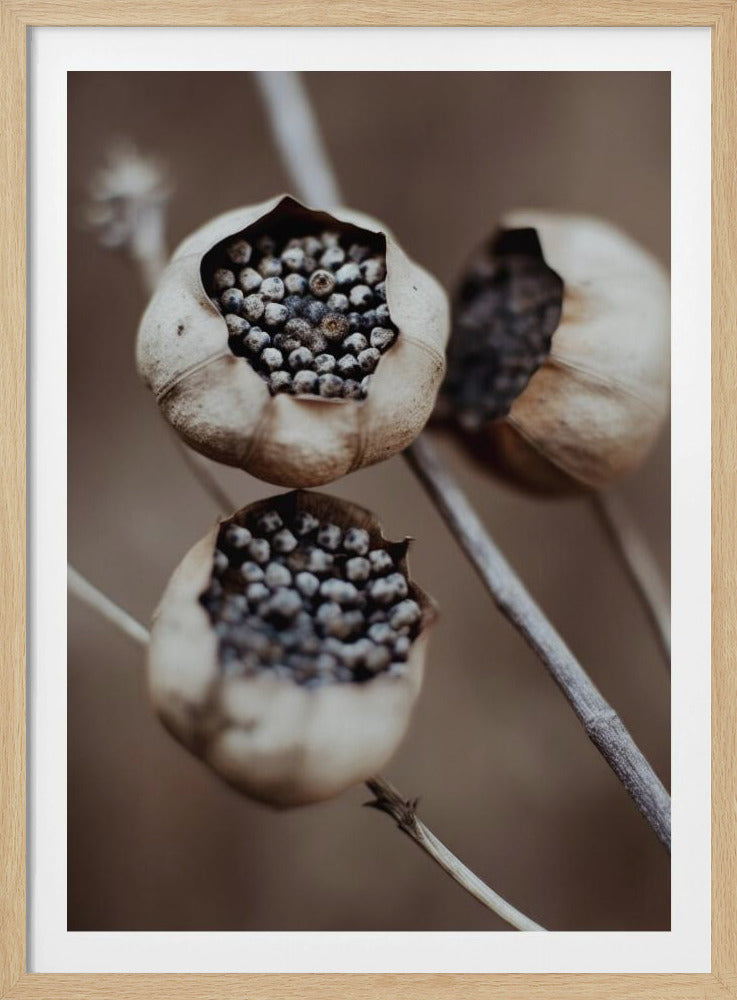 Capsules van de natuur | Poster