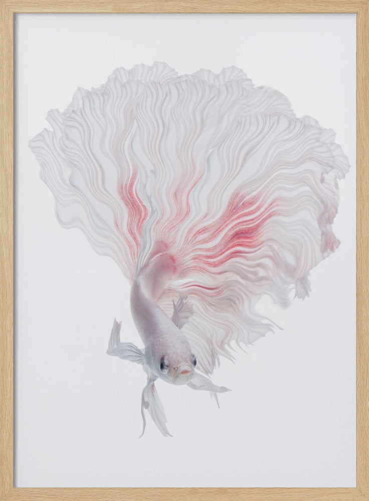 Wortel Betta | Poster