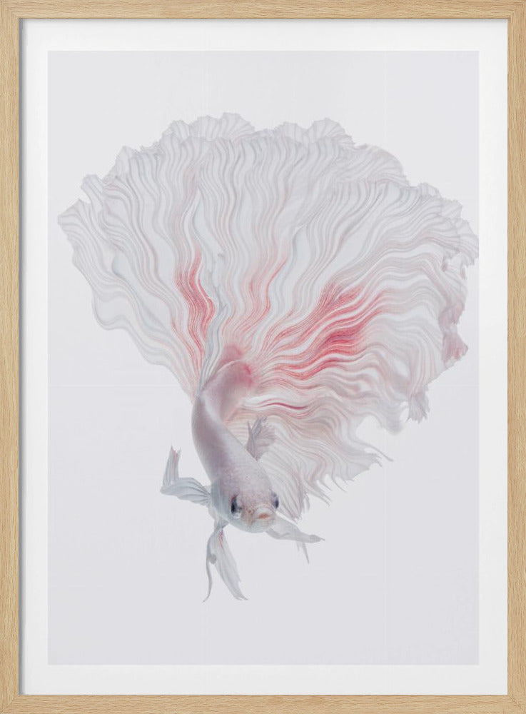 Wortel Betta | Poster