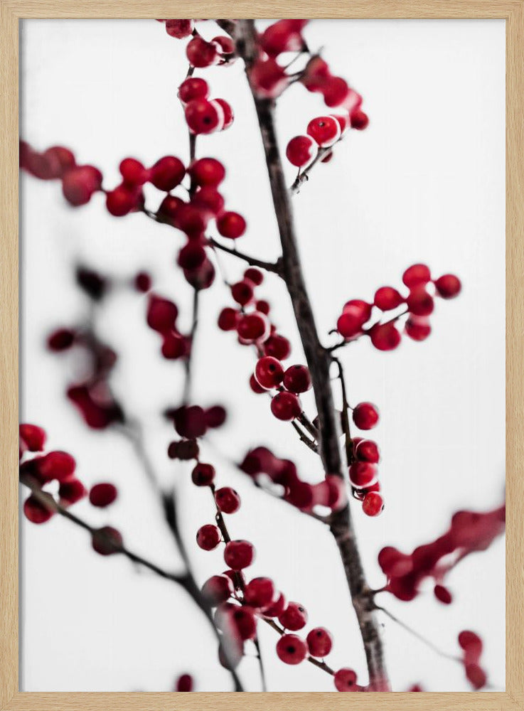 Red Berries 1 | Poster