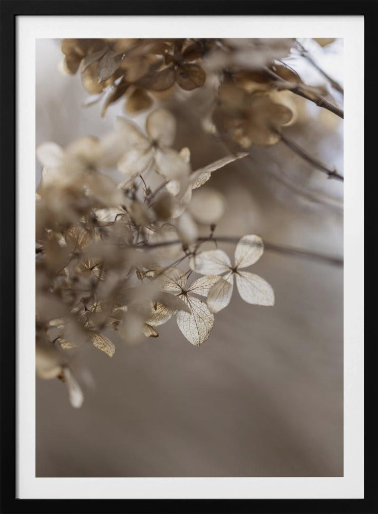 Hydrangea 1 | Poster
