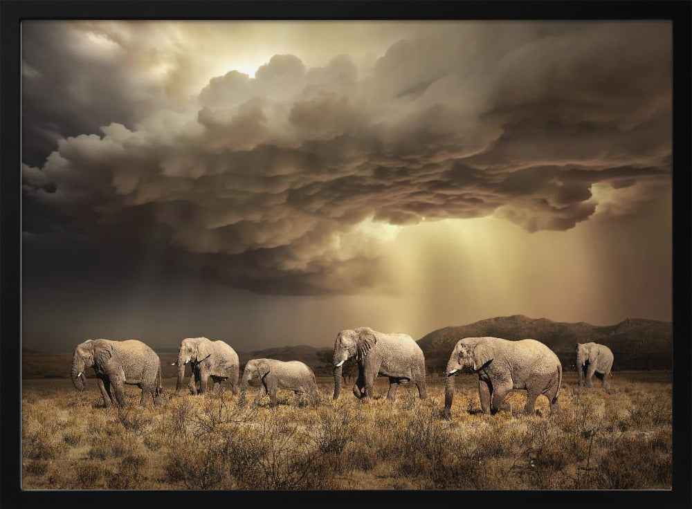 Gratis Olifanten | Poster