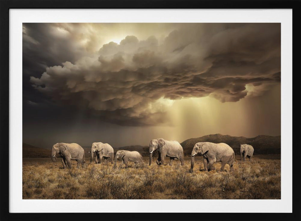 Gratis Olifanten | Poster