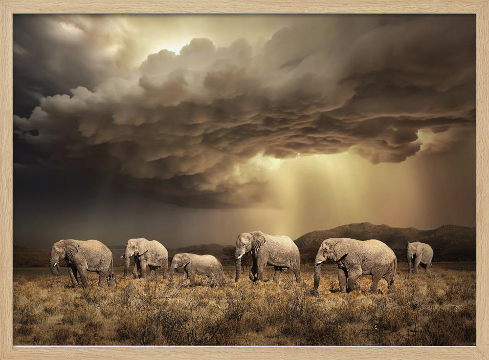 Gratis Olifanten | Poster