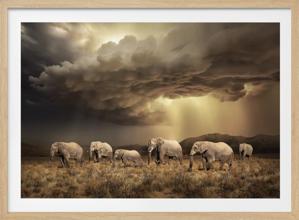 Gratis Olifanten | Poster