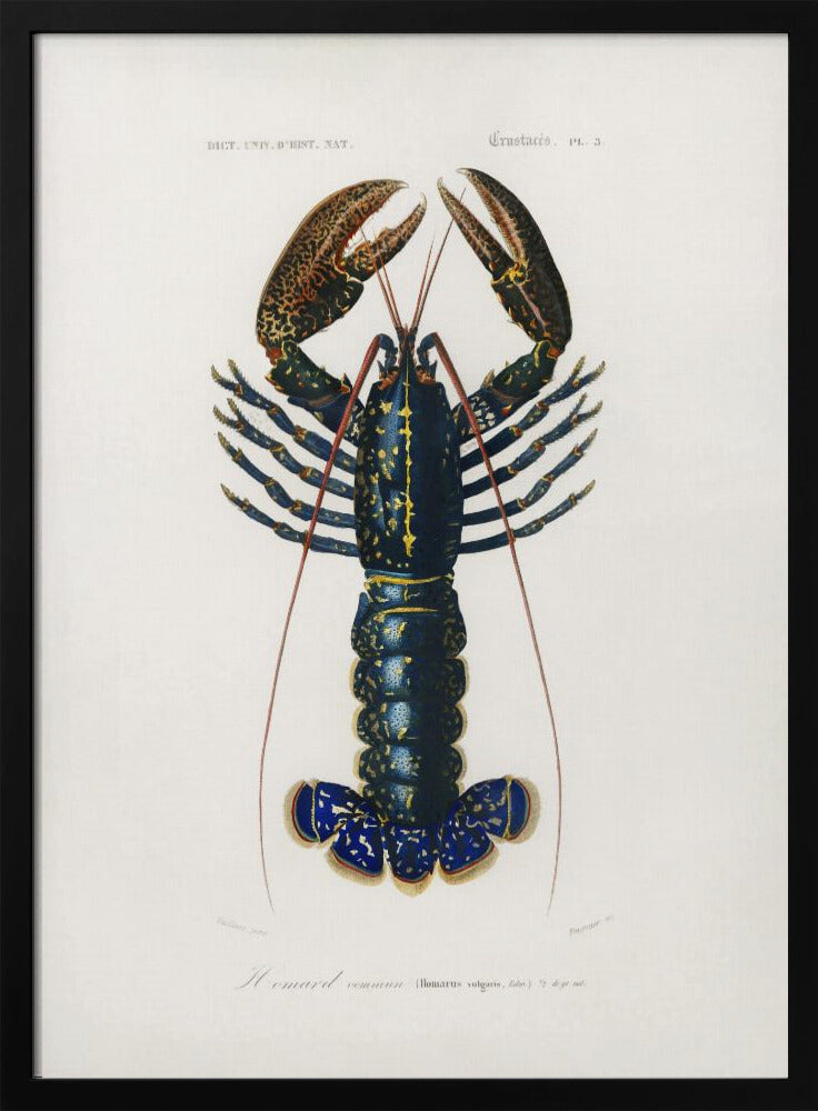 Karmozijnrode rivierkreeft | Poster