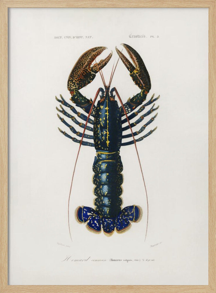 Karmozijnrode rivierkreeft | Poster