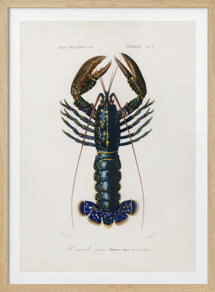 Karmozijnrode rivierkreeft | Poster
