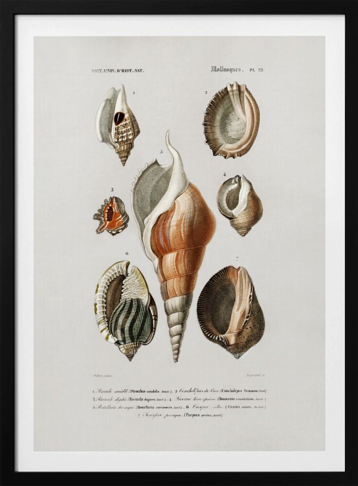 Verschillende soorten weekdieren | Poster