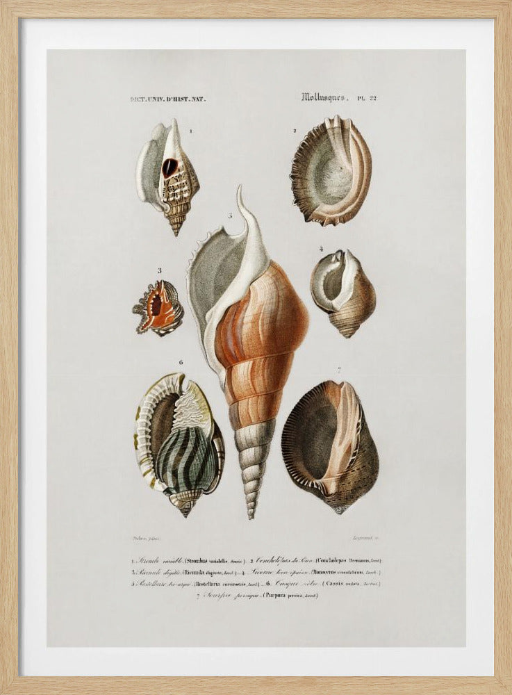Verschillende soorten weekdieren | Poster