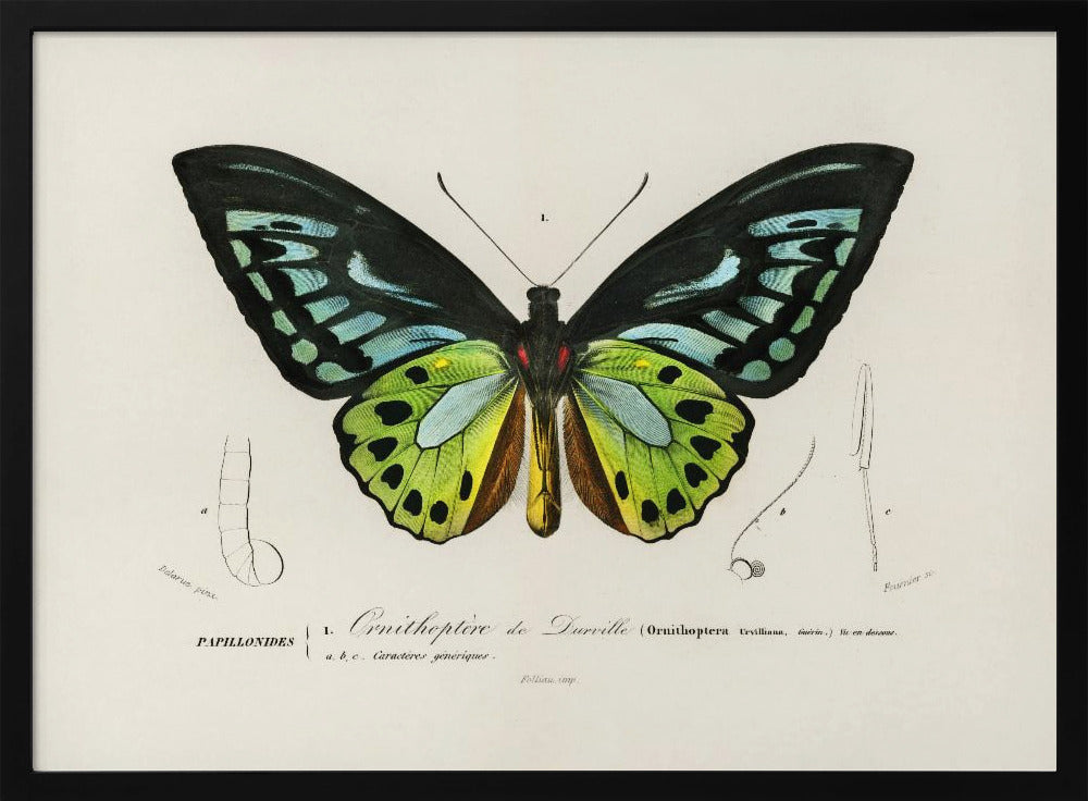 Groene vogelvleugelvlinder | Poster