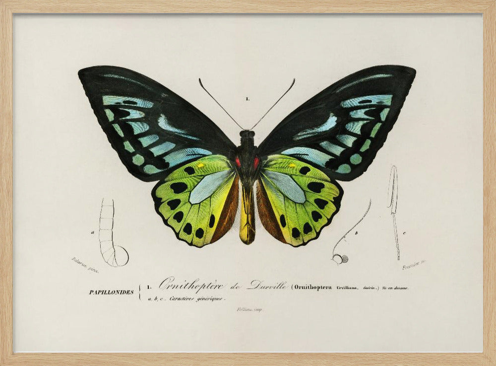 Groene vogelvleugelvlinder | Poster