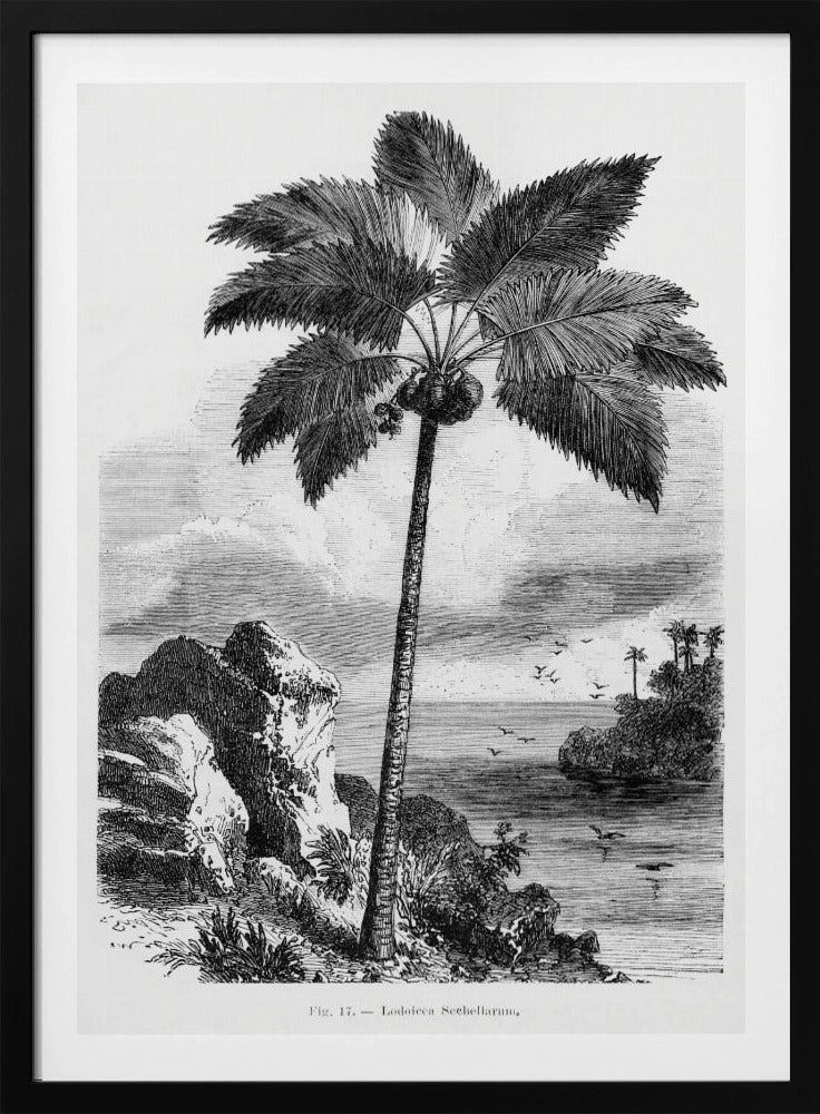 Vintage palmboom tekening I | Poster