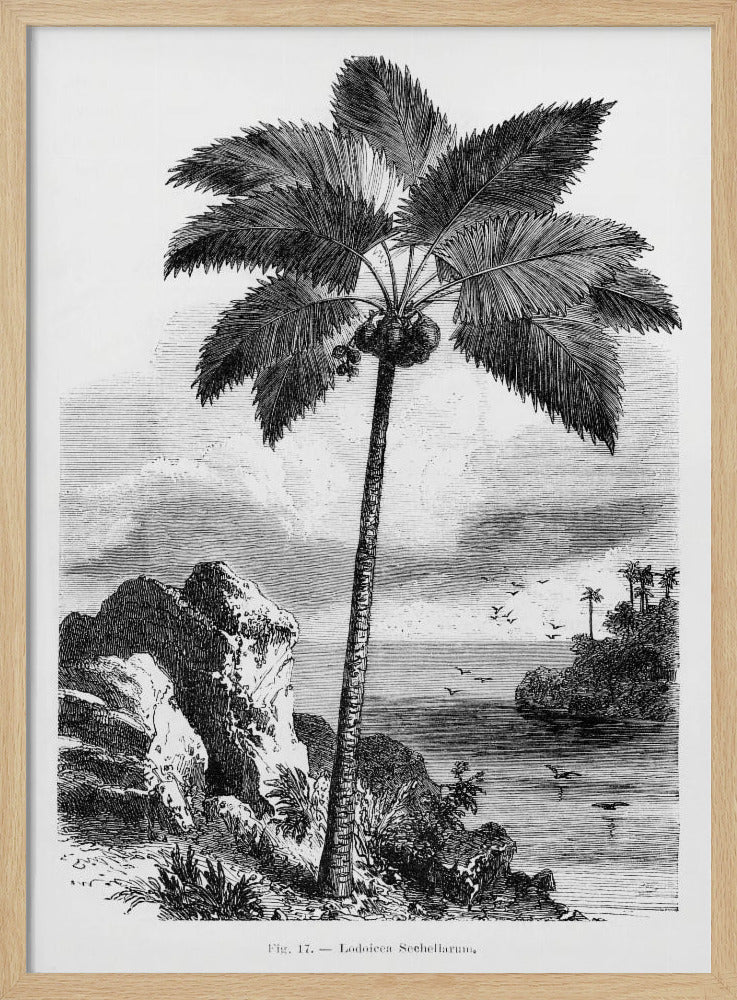 Vintage palmboom tekening I | Poster