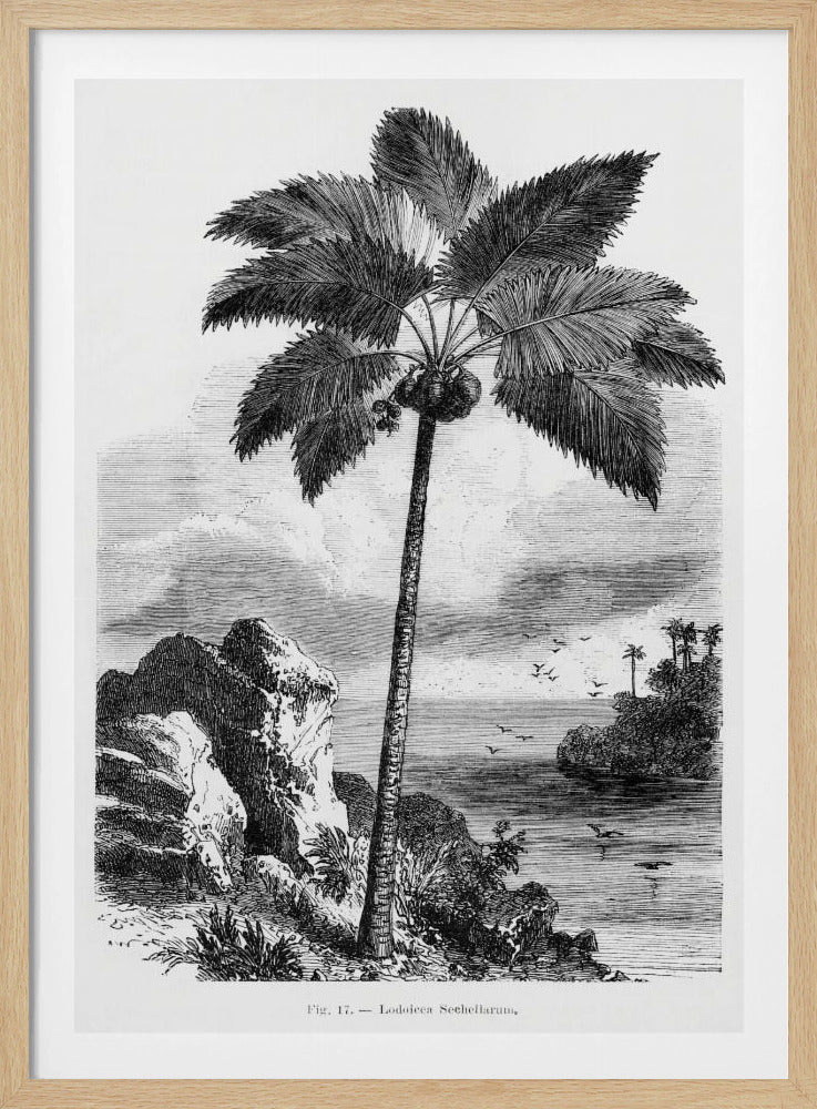 Vintage palmboom tekening I | Poster