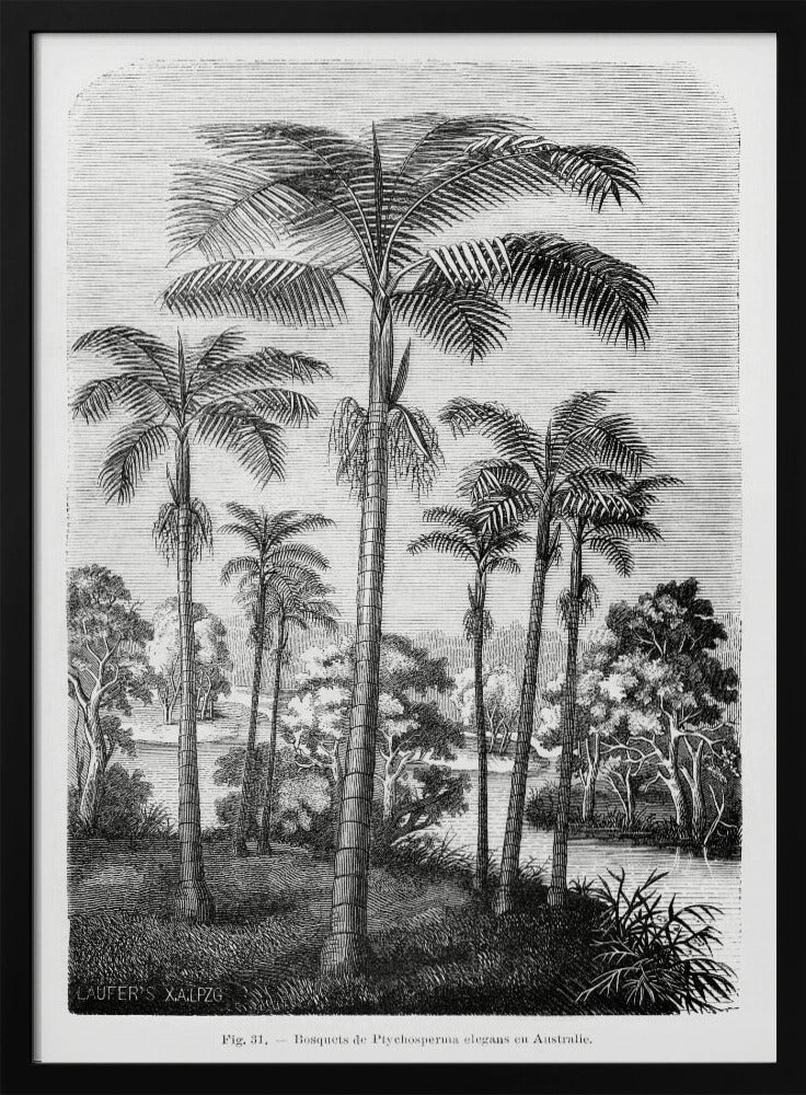Vintage palmboom tekening II | Poster