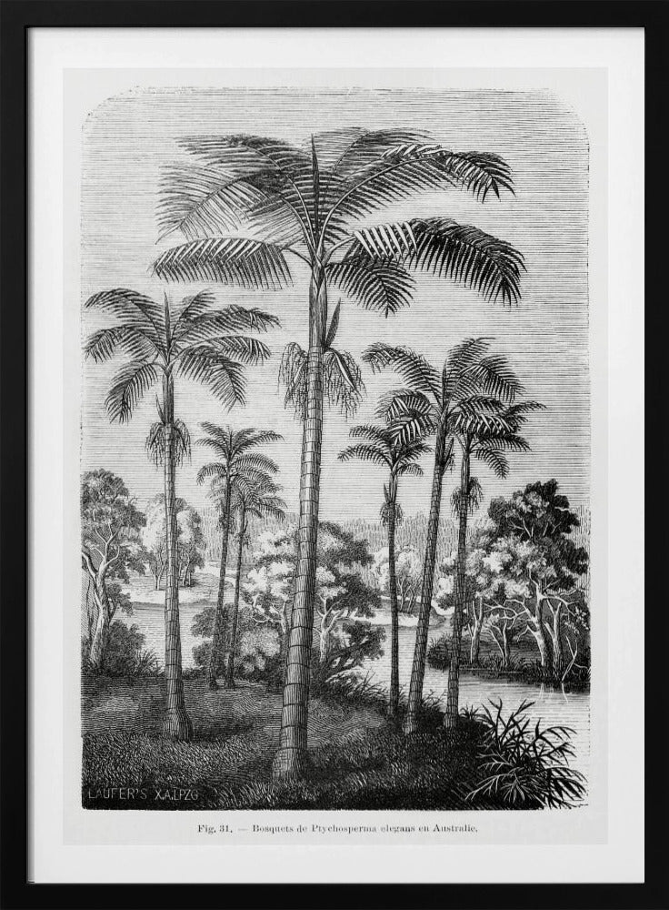 Vintage palmboom tekening II | Poster