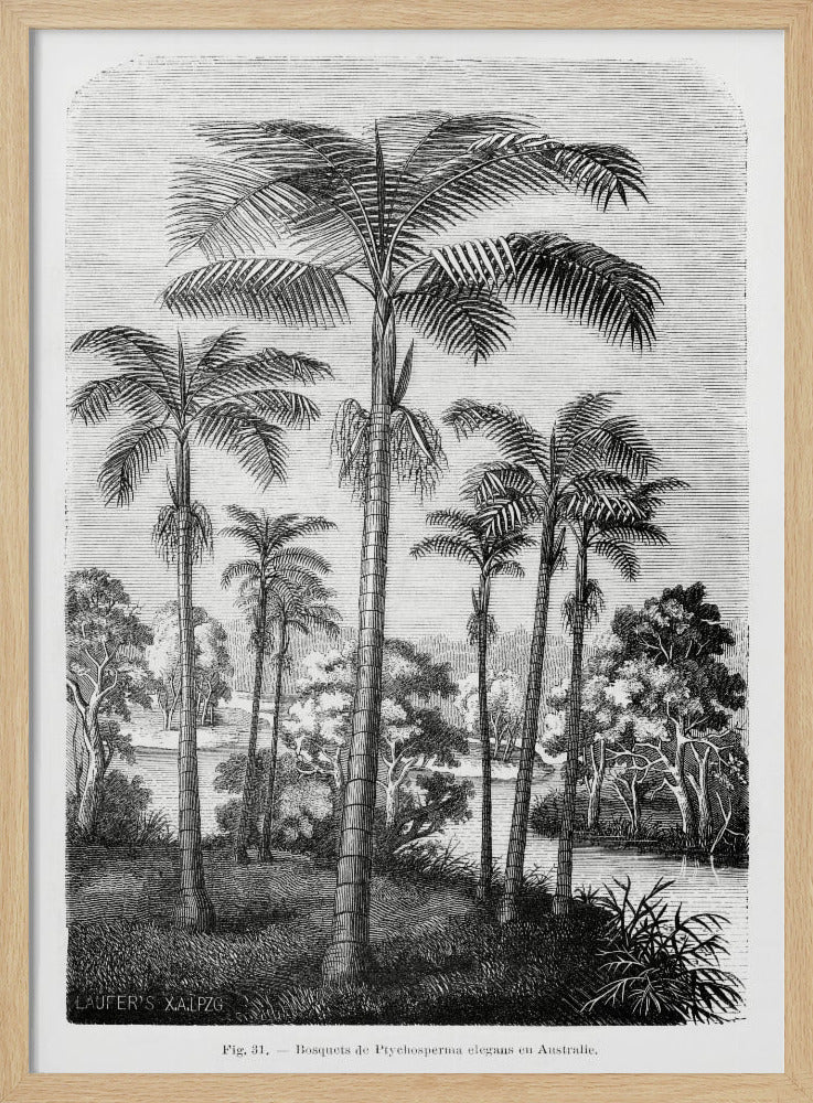 Vintage palmboom tekening II | Poster