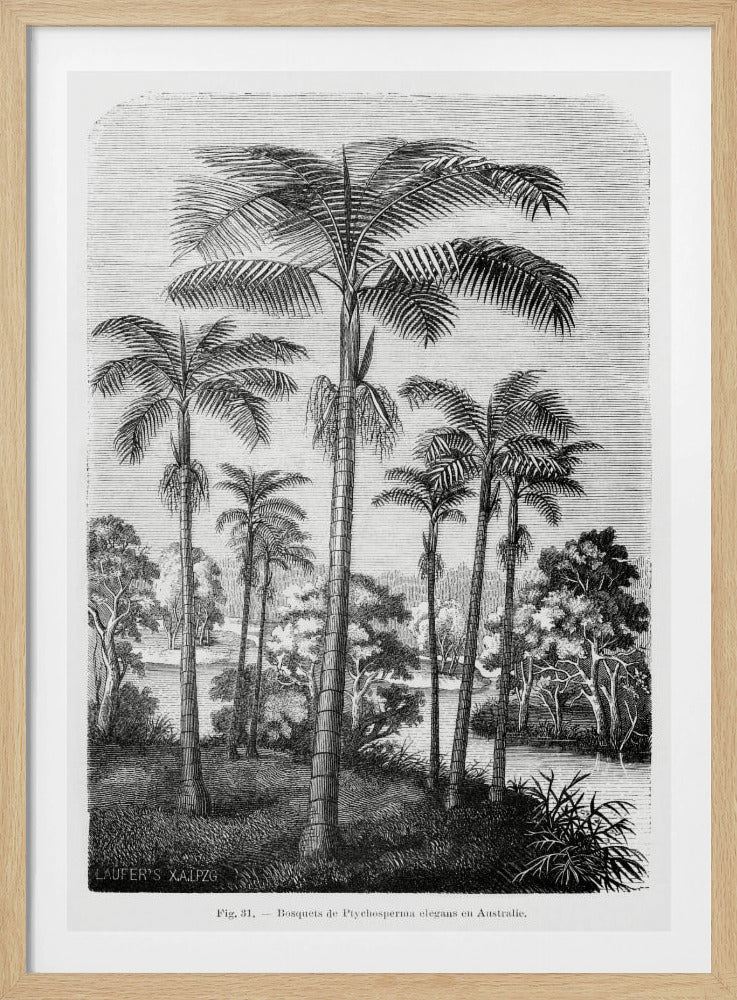 Vintage palmboom tekening II | Poster