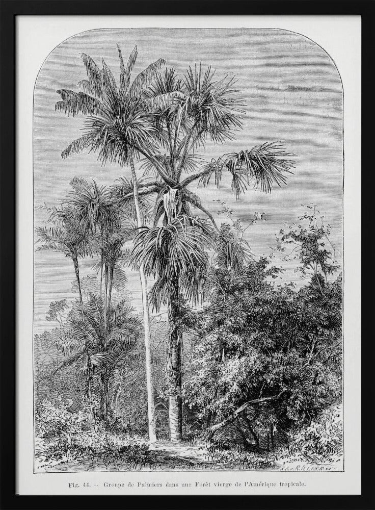 Vintage palmboom tekening IV | Poster
