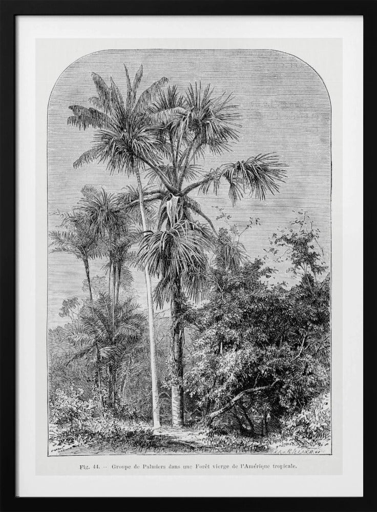 Vintage palmboom tekening IV | Poster