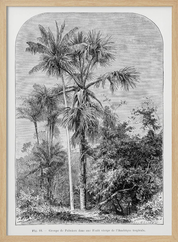 Vintage palmboom tekening IV | Poster