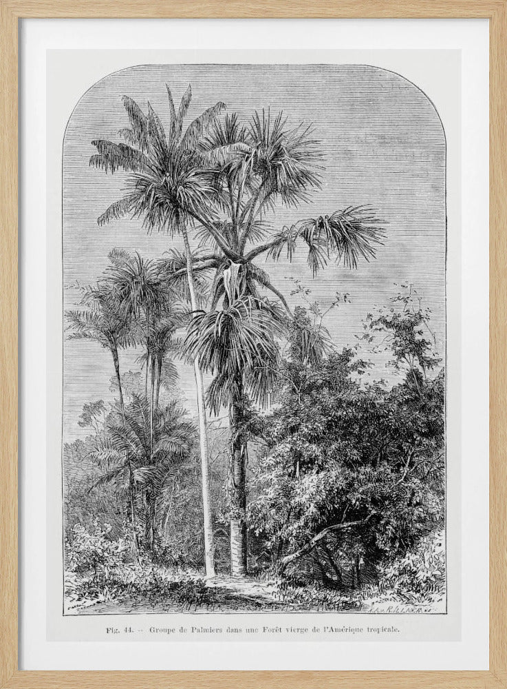 Vintage palmboom tekening IV | Poster