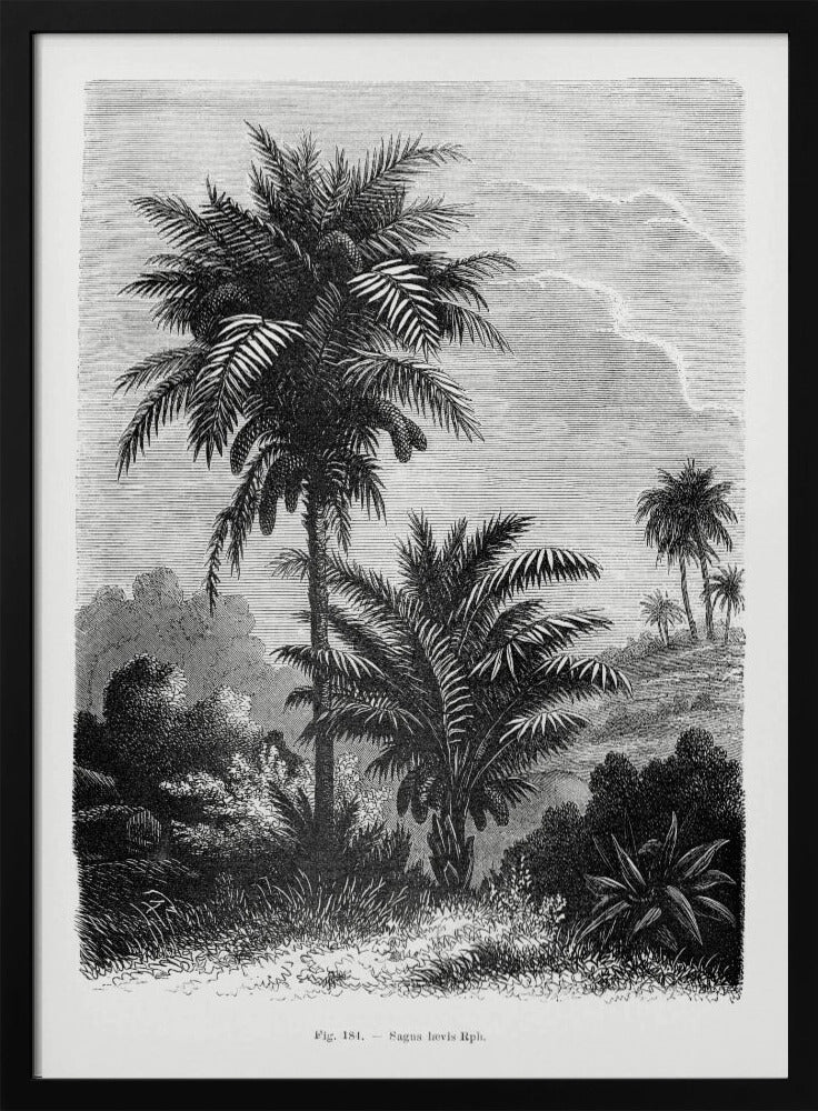 Vintage palmboom tekening V | Poster