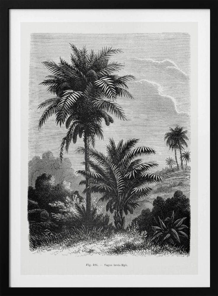 Vintage palmboom tekening V | Poster