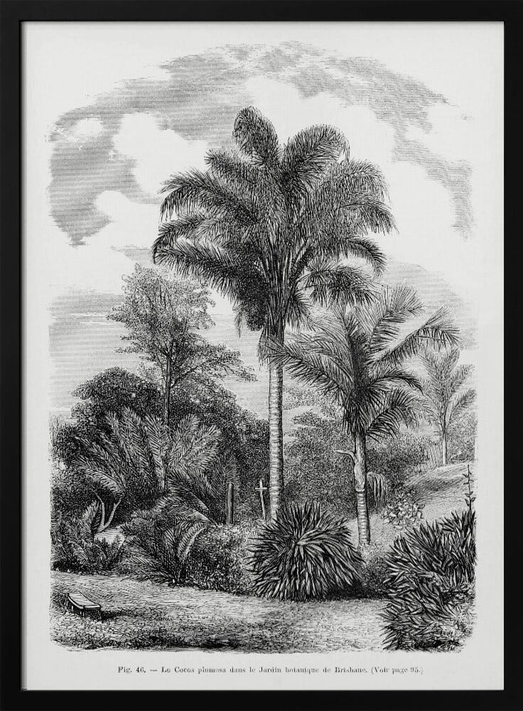 Vintage palmboom tekening VI | Poster