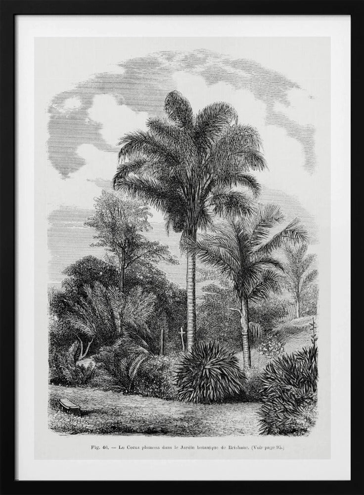 Vintage palmboom tekening VI | Poster