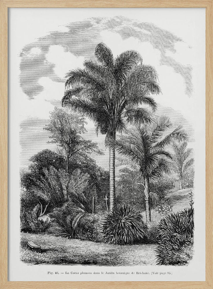 Vintage palmboom tekening VI | Poster