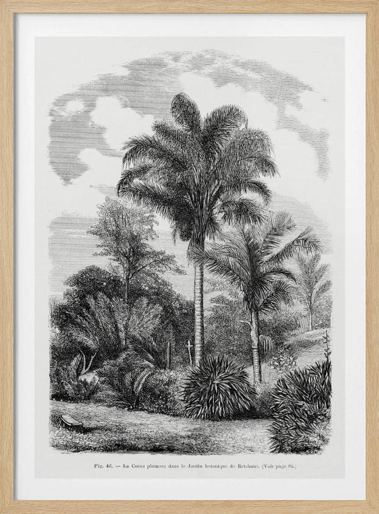 Vintage palmboom tekening VI | Poster