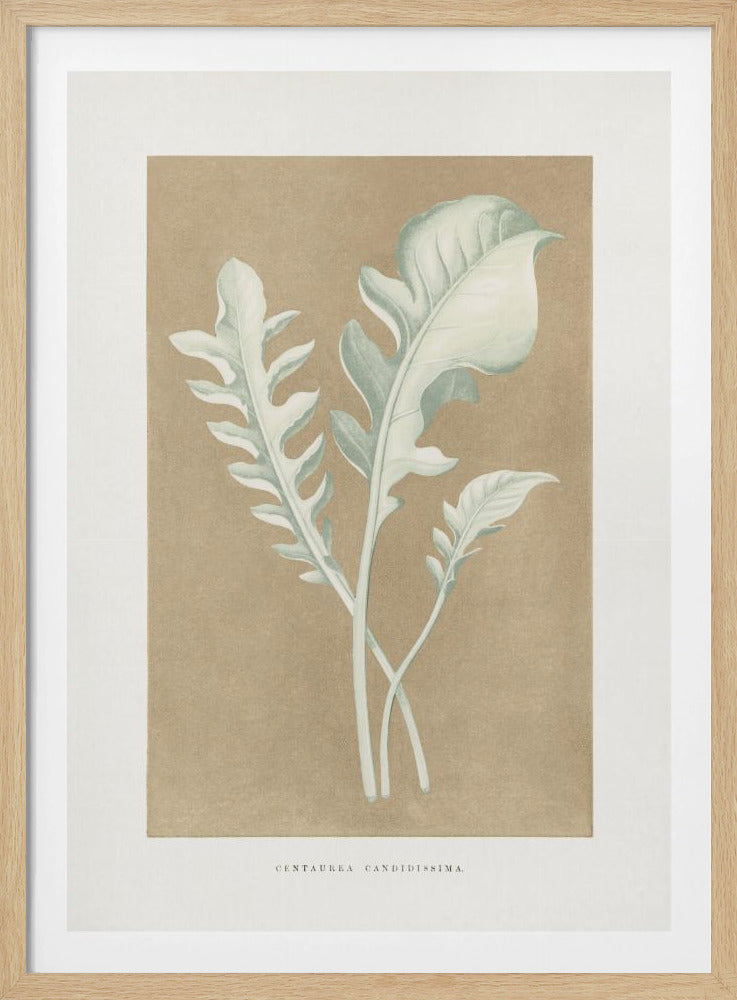 Centaurea Candidissima Leaf Illustration | Poster