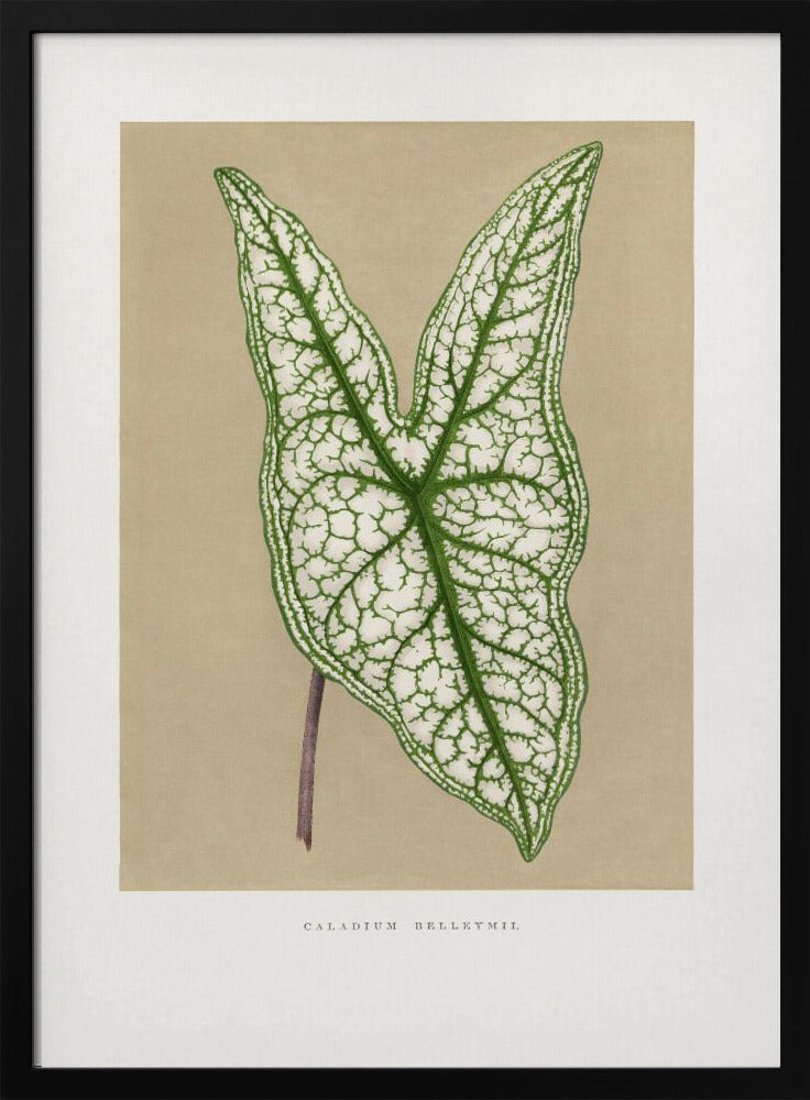Green Caladium Belleymii Leaf Illustration | Poster