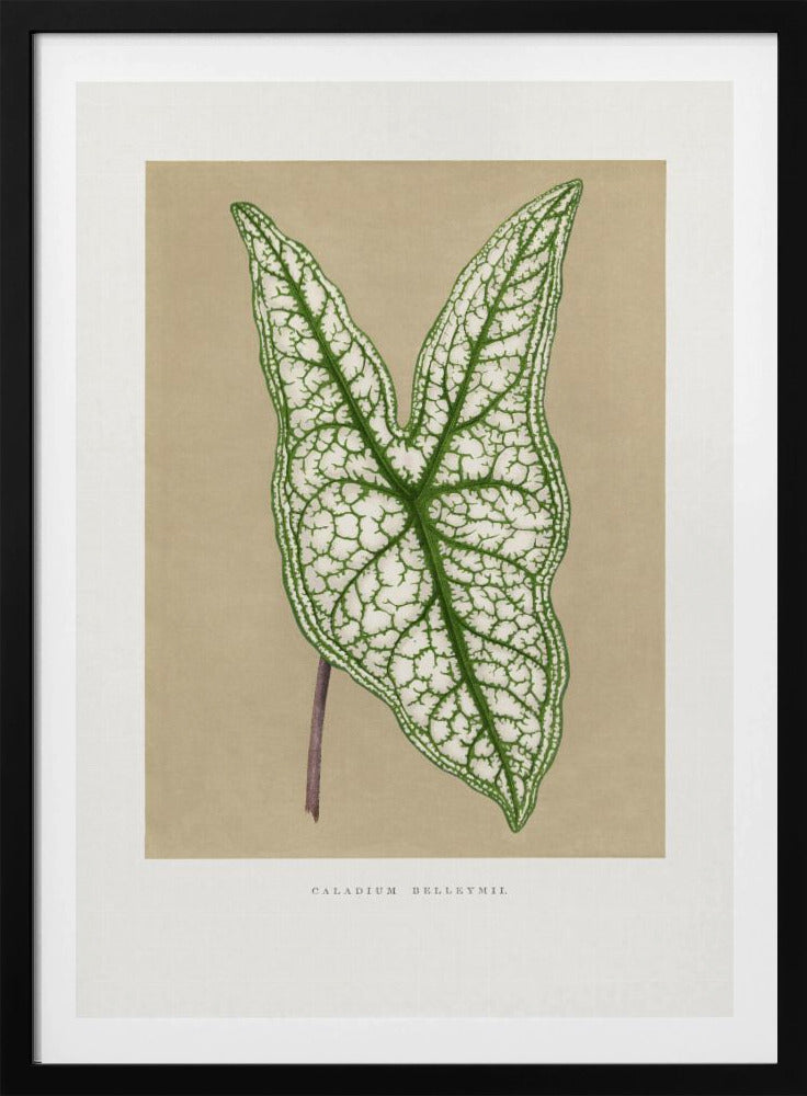 Green Caladium Belleymii Leaf Illustration | Poster