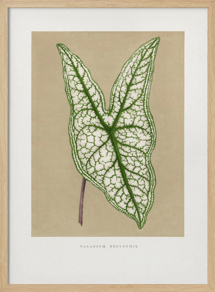 Green Caladium Belleymii Leaf Illustration | Poster