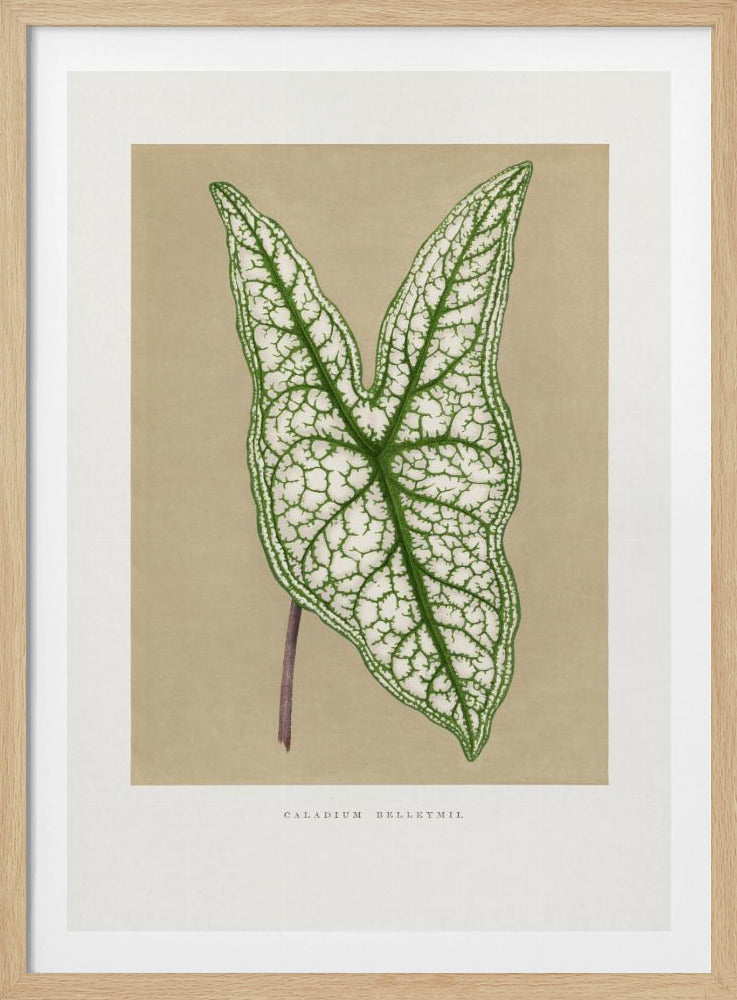 Green Caladium Belleymii Leaf Illustration | Poster