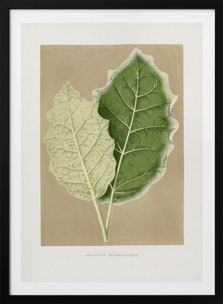 Green Solanum Marginatum Leaf Illustration | Poster