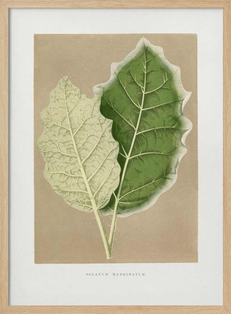 Green Solanum Marginatum Leaf Illustration | Poster