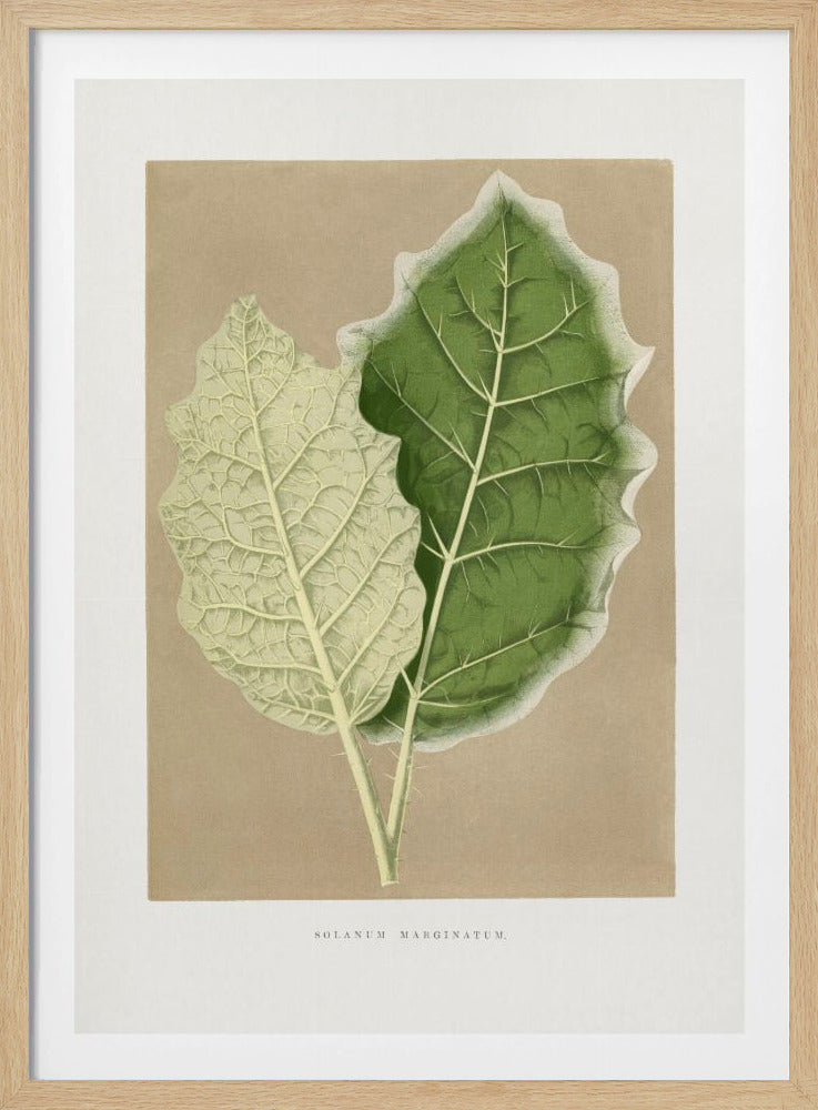 Green Solanum Marginatum Leaf Illustration | Poster