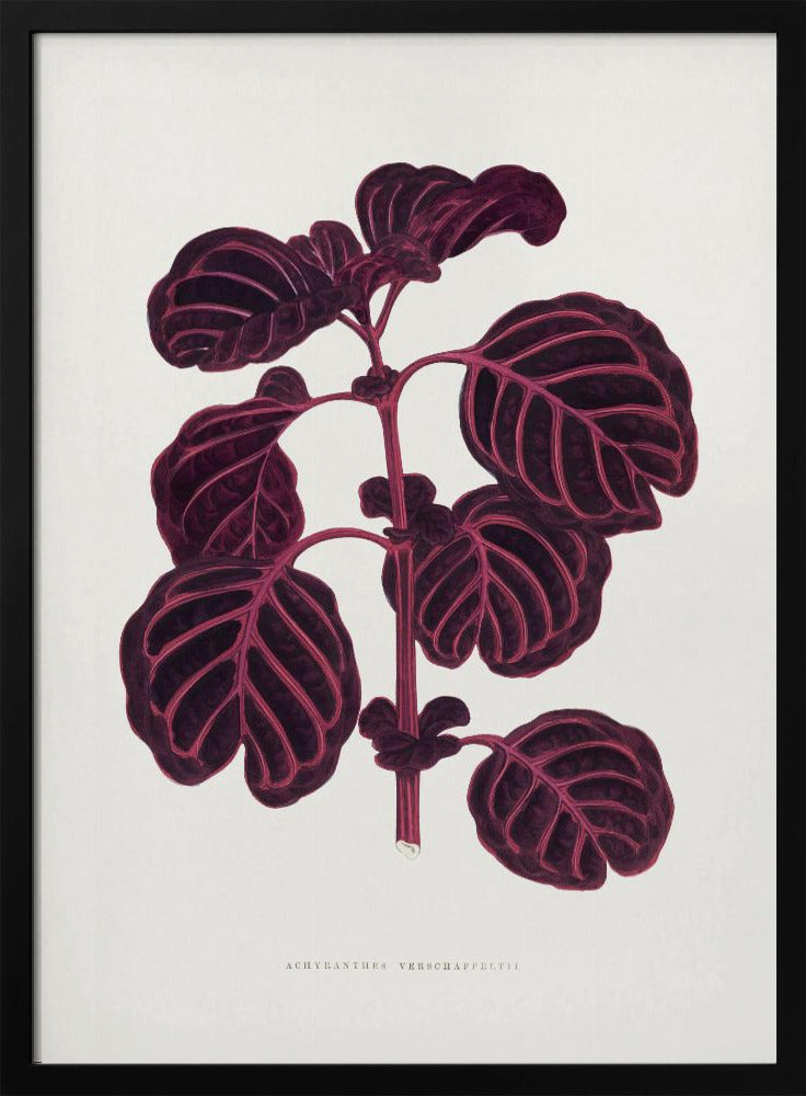 Pink Achyranthes Verschaffeltii Leaf Illustratio | Poster