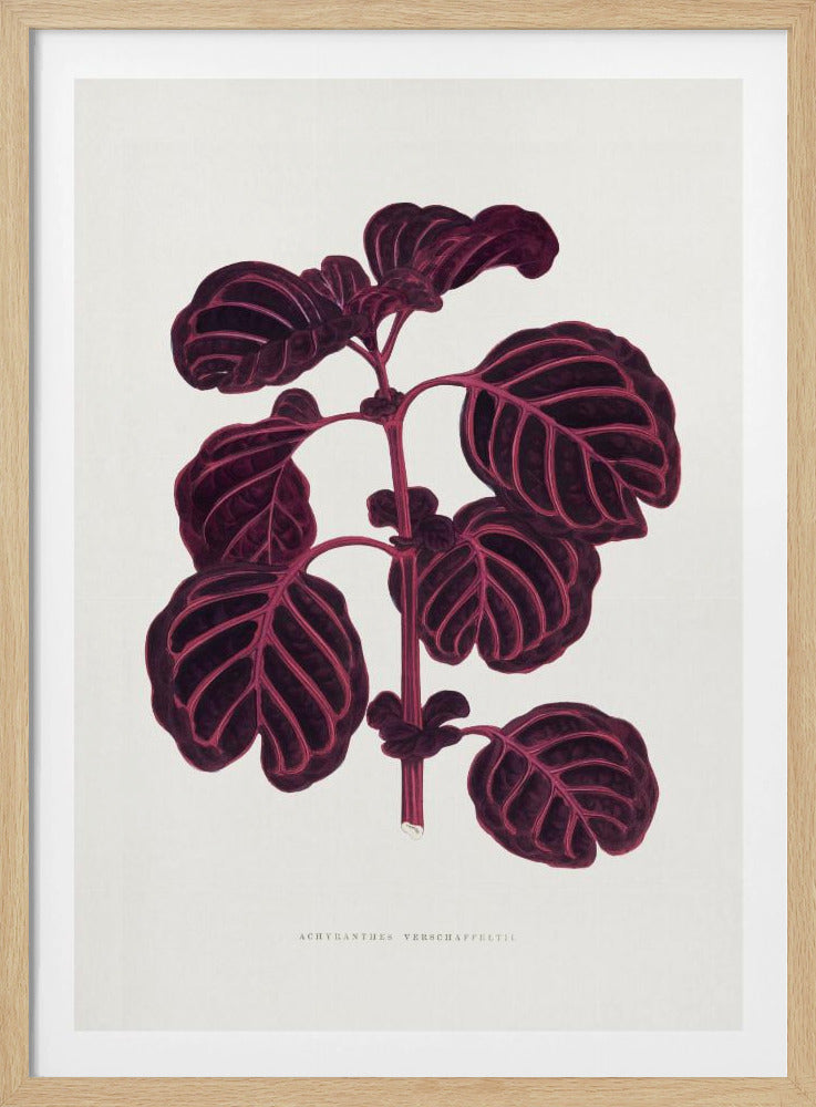 Pink Achyranthes Verschaffeltii Leaf Illustratio | Poster