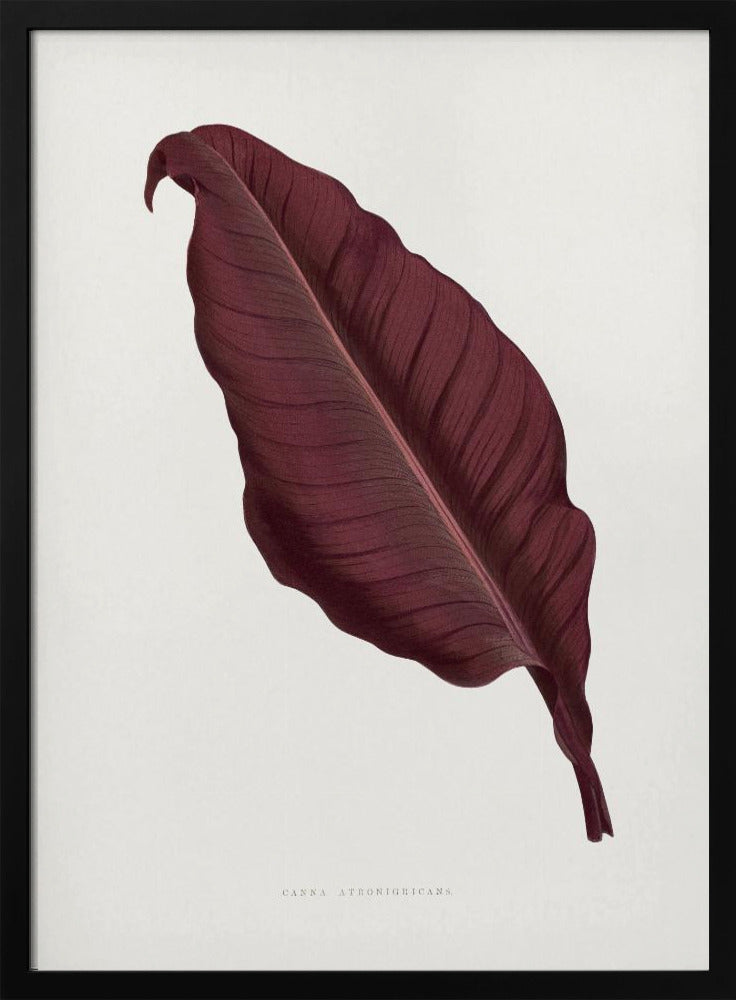 Pink Canna Atronigricans Leaf Illustration | Poster