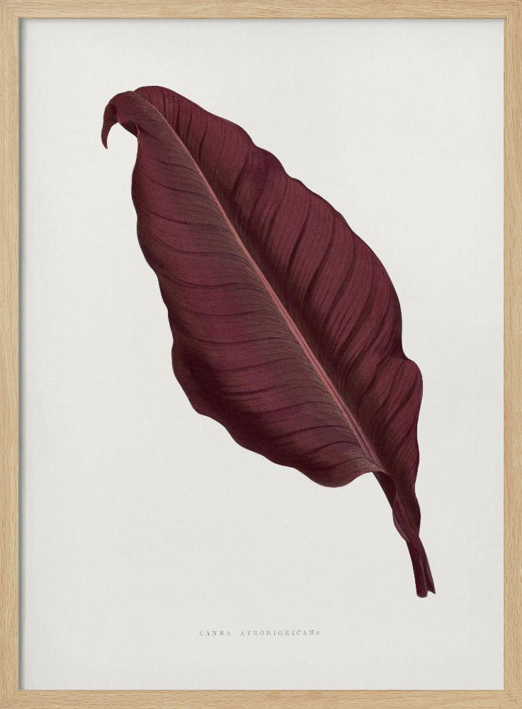 Pink Canna Atronigricans Leaf Illustration | Poster