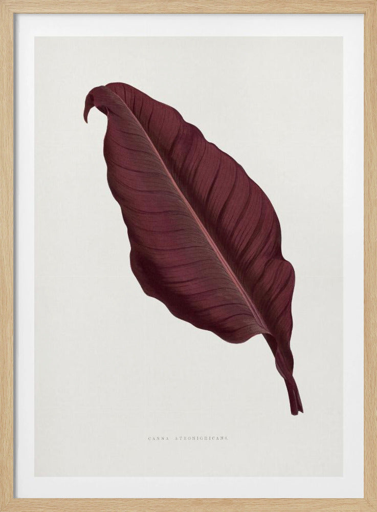 Pink Canna Atronigricans Leaf Illustration | Poster
