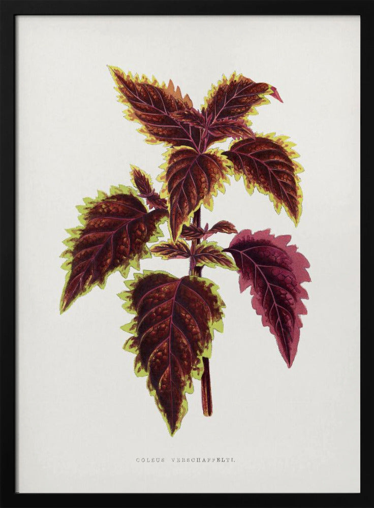 Pink Coleus Leaf Illustration | Poster