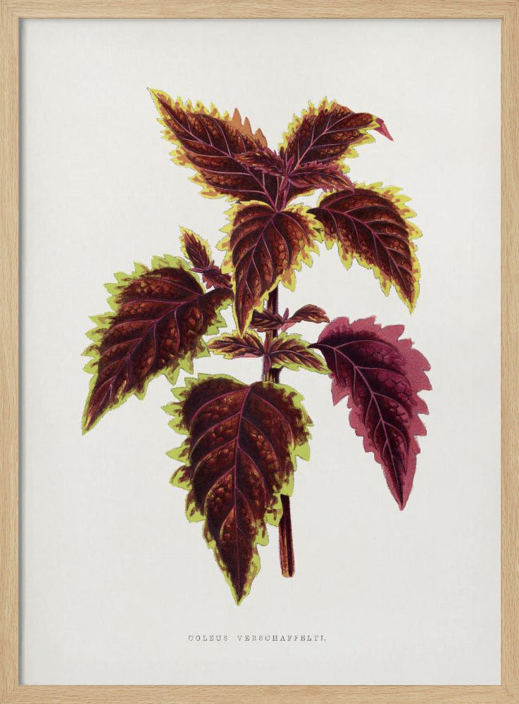 Pink Coleus Leaf Illustration | Poster